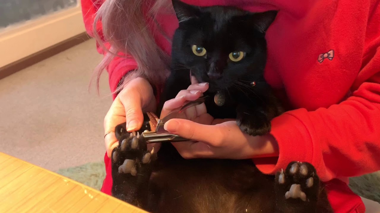 猫 寅次郎くんの爪切り☆ Black bombay cat（黒のボンベイ猫）