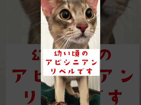 幼い頃のアビシニアン、リベルです🐈#shorts