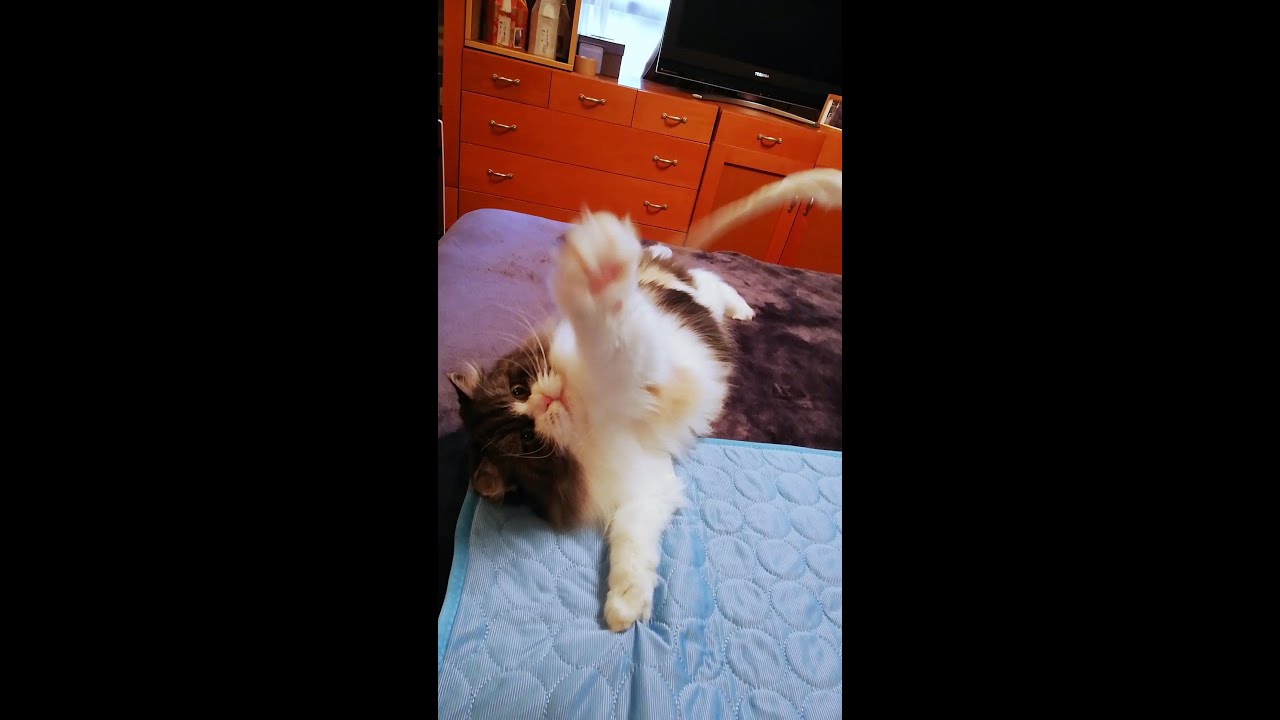 こよりで遊ぶ猫／ラガマフィン猫コバンの日常 cute lazzy cat plays by koyori
