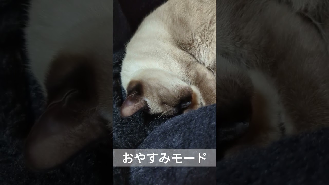 シャム猫のおやすみモード🐈 - Sleeping Cats - #Shorts