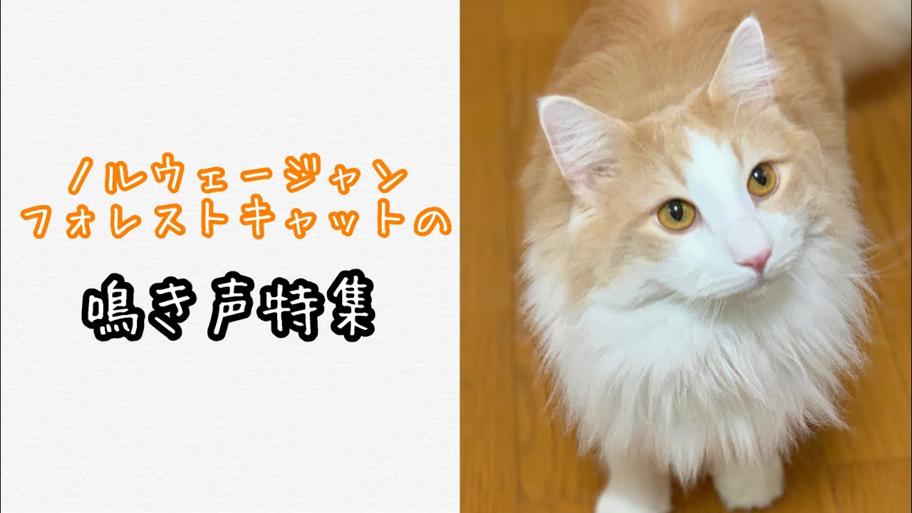 【猫の鳴き声】ノルウェージャンフォレストキャットの鳴き声特集
