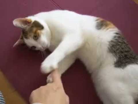 猫動画　日本猫ねここ ほっといて Japanese cat Leave me alone