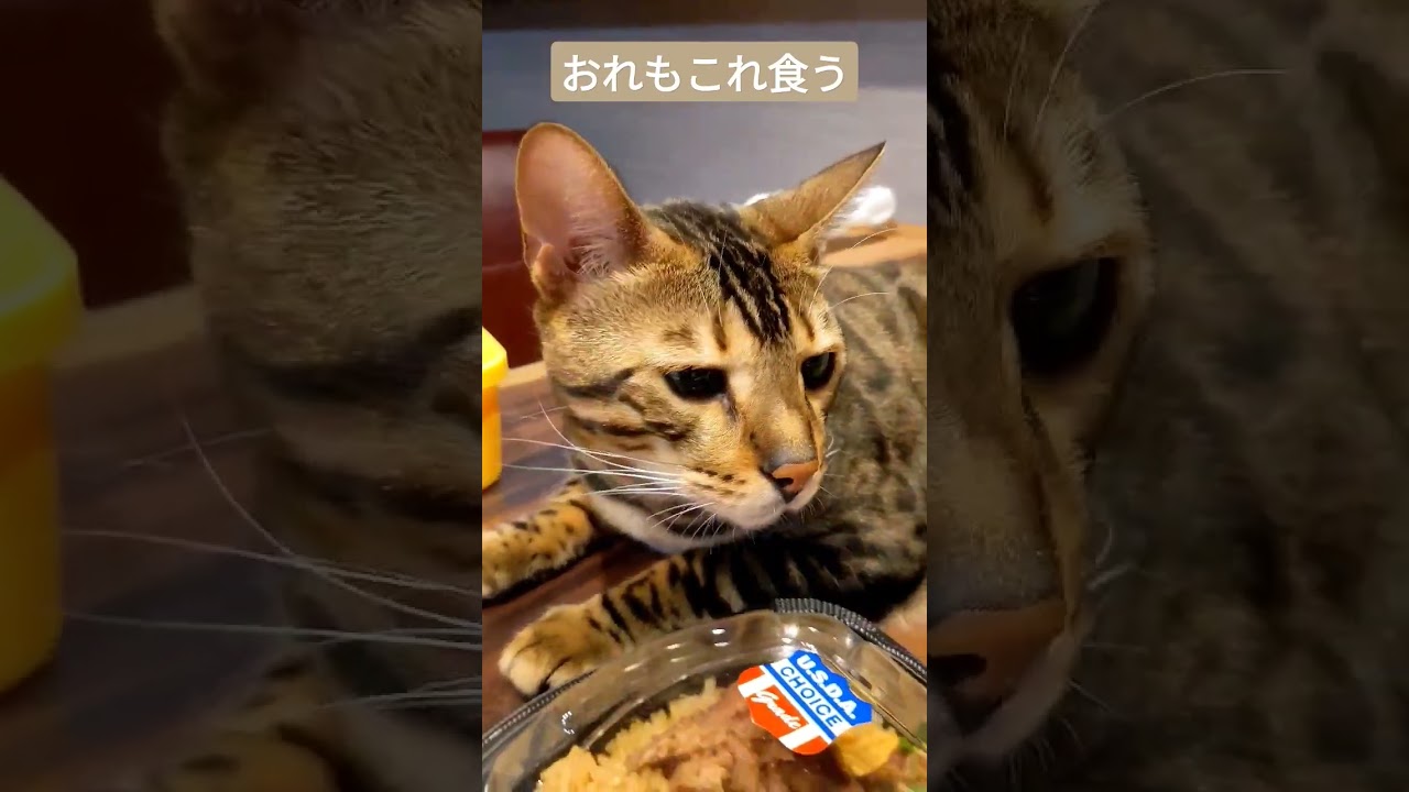 コストコで買ったご飯を食べたくてしょうがないベンガル　#shorts