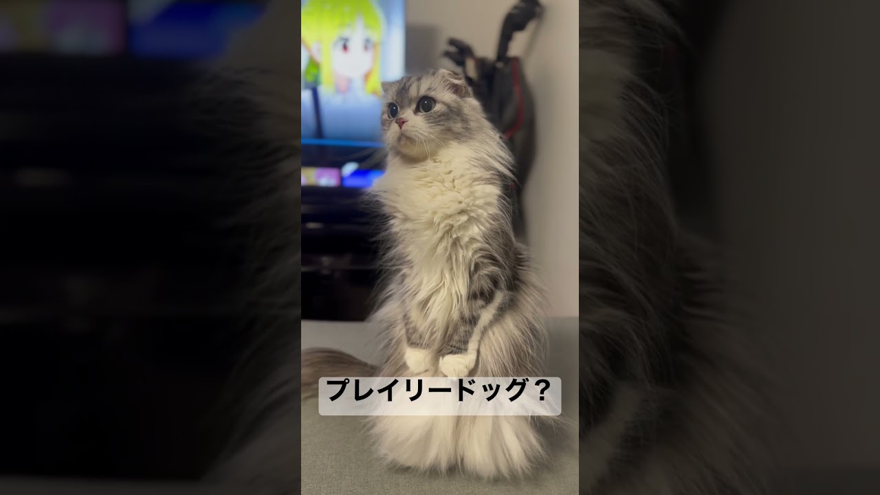 スコダチ！猫が15秒立つだけ　#shorts #猫 #スコティッシュフォールド