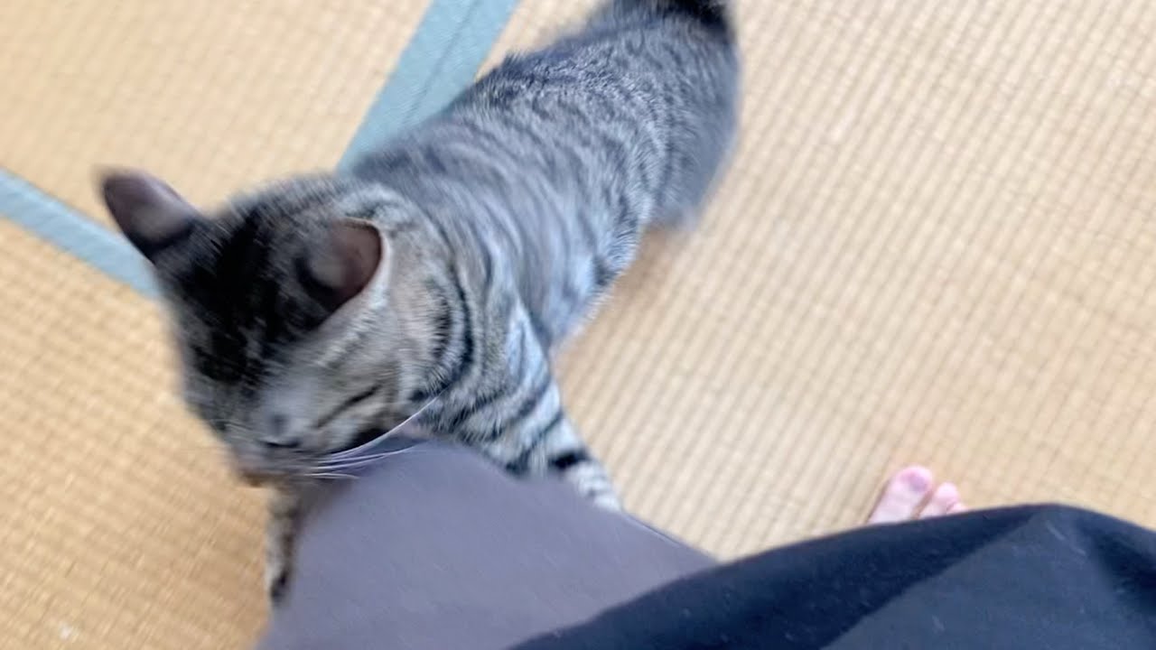 凶暴子猫とお別れしようとしたらこうなりました...