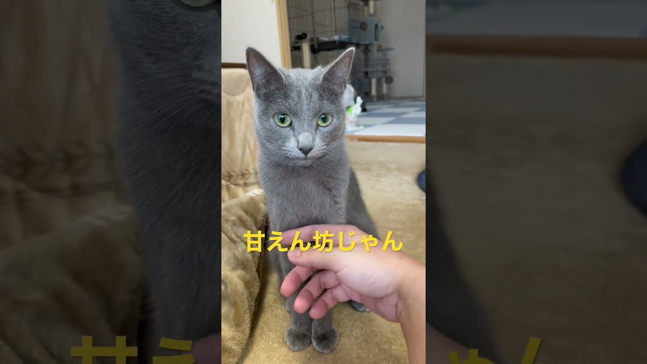 パパには触られたくない！猫（ロシアンブルー）#shorts