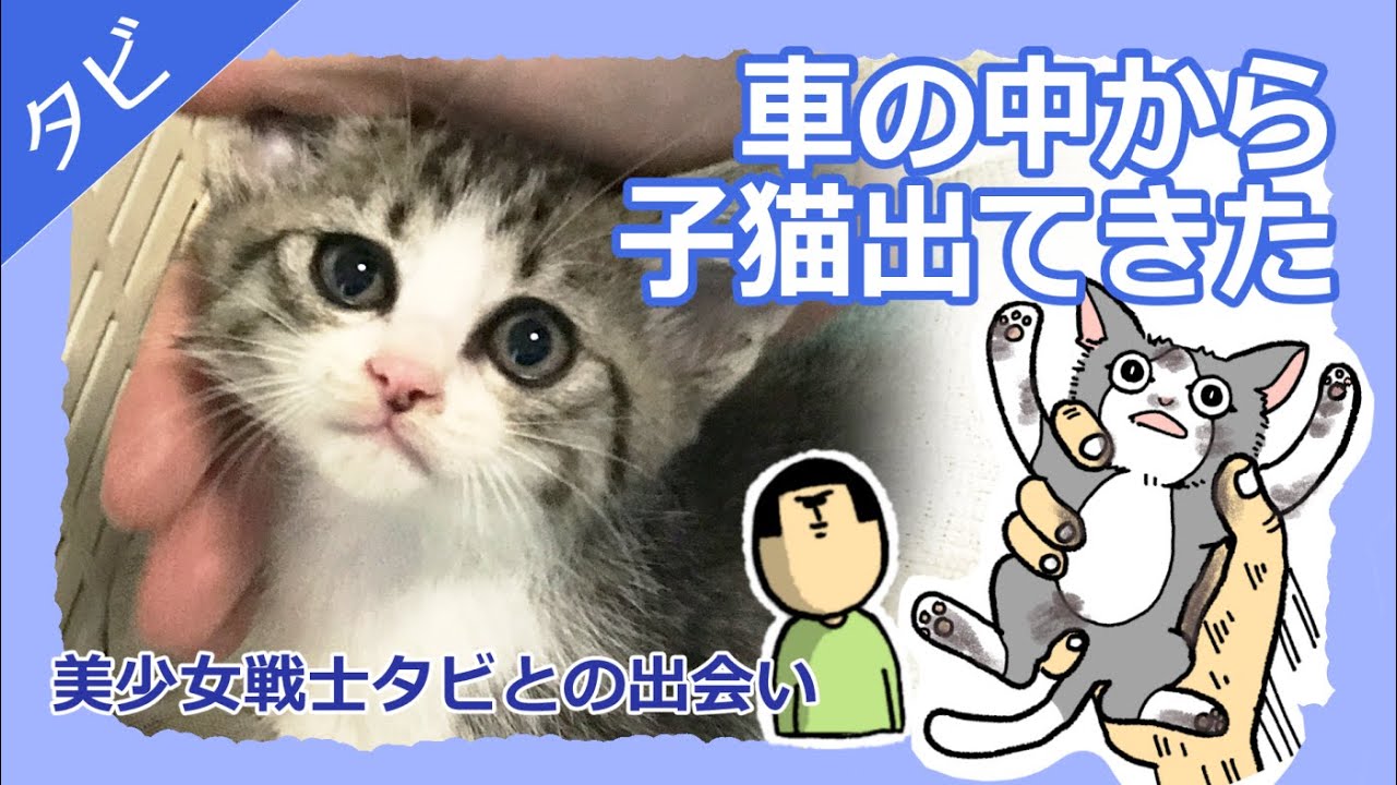 とんでもない美少女子猫が車から出てきたやつ
