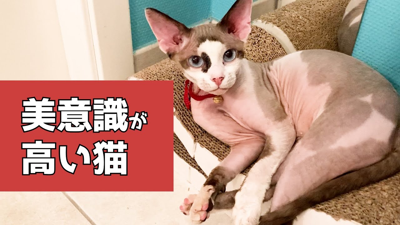 183:美意識が高いスフィンクス猫