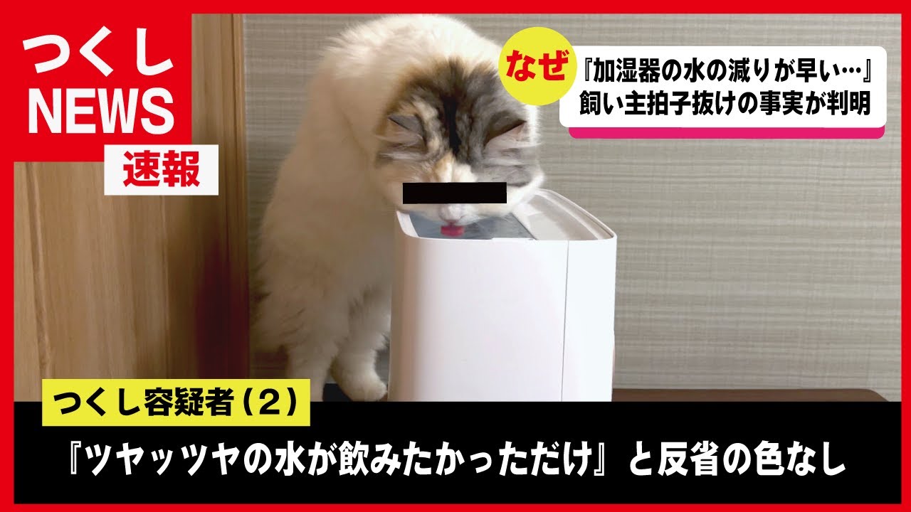 【速報】加湿器蒸発事件の真犯ニャンを目撃しました【関西弁でしゃべる猫】