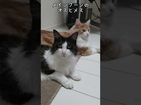 でか猫メインクーンの体格差part2