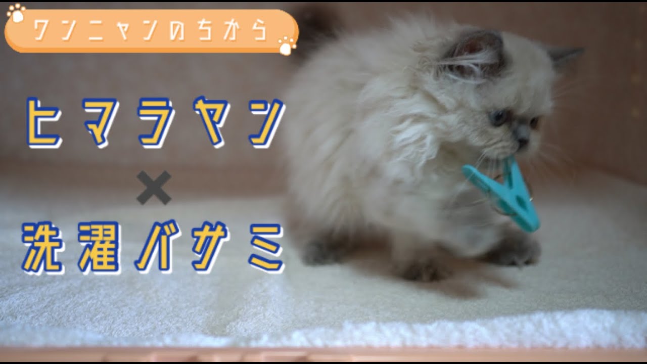 【子猫紹介】ヒマラヤン2021/04/09生まれの男の子