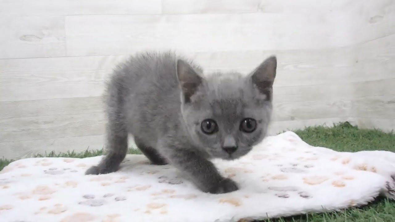 00611874 ブリティッシュショートヘアー