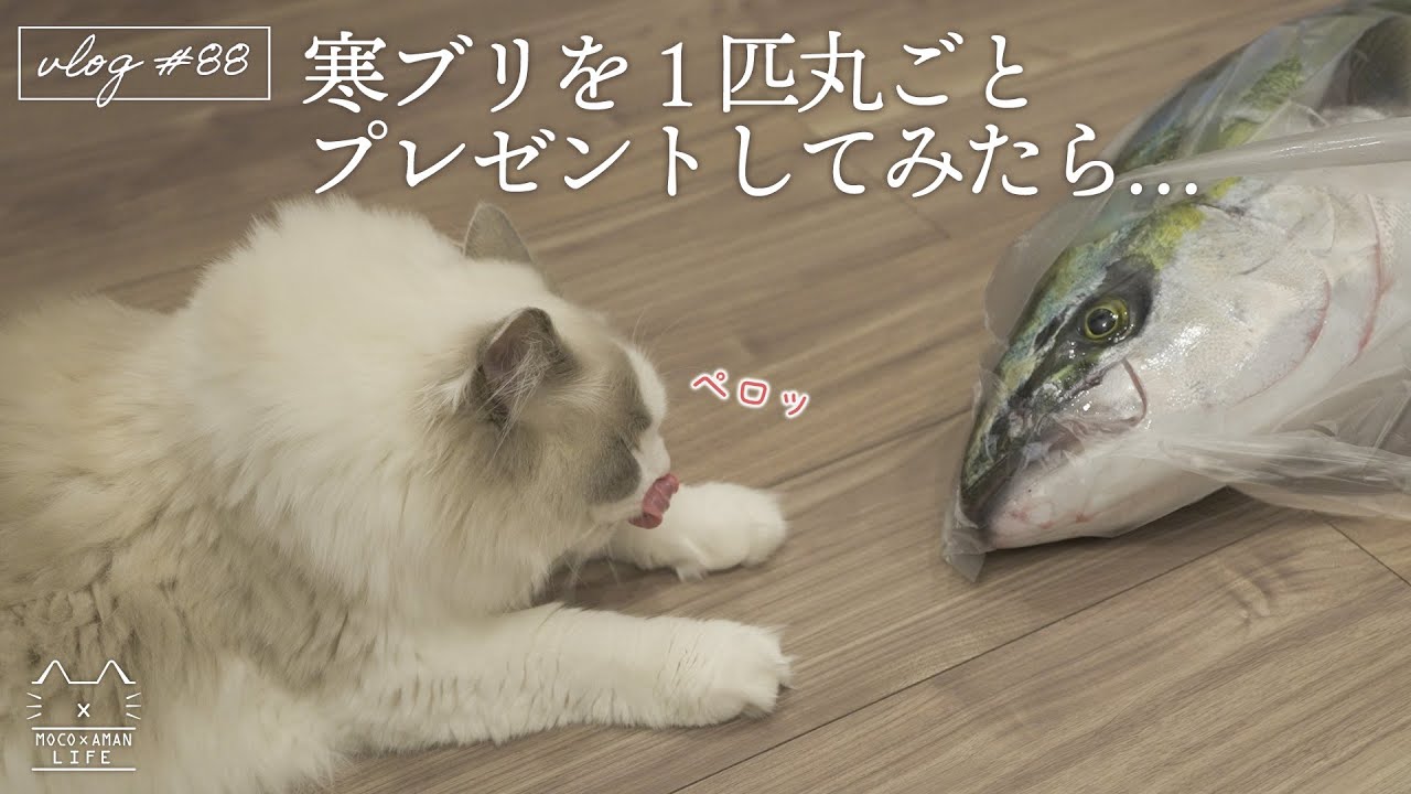 猫に寒ブリを1匹丸ごとプレゼントしてみたら…｜ラグドール猫 #88