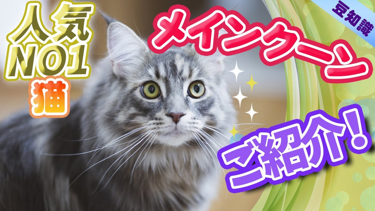 [豆知識]猫の人気No.1！メインクーンについて紹介します！短命ってほんと？[日本でも人気のある猫の種類]