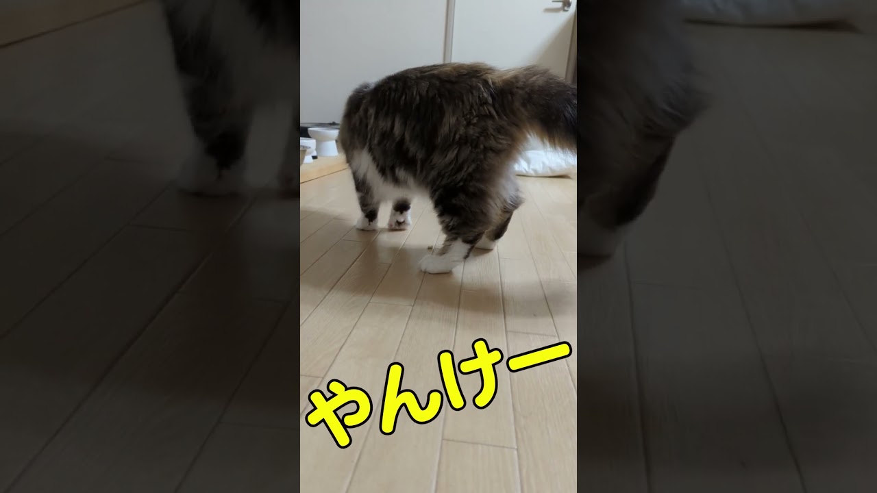 フローリングの床に漏らしちゃった猫が可愛すぎた