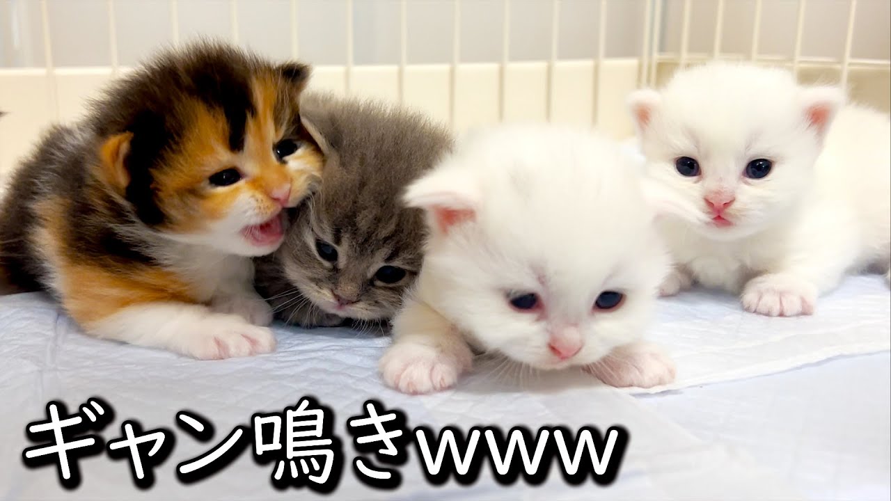 ♥子猫♥赤ちゃん達のギャン泣きwwwちょっと移動しただけですやん件 ∼猫のいる生活Vol.572∼ 出産動画 マンチカン短足・ミヌエット・ペルシャ猫専門ブリーダー『ペット蔵人』【子猫の成長記録】