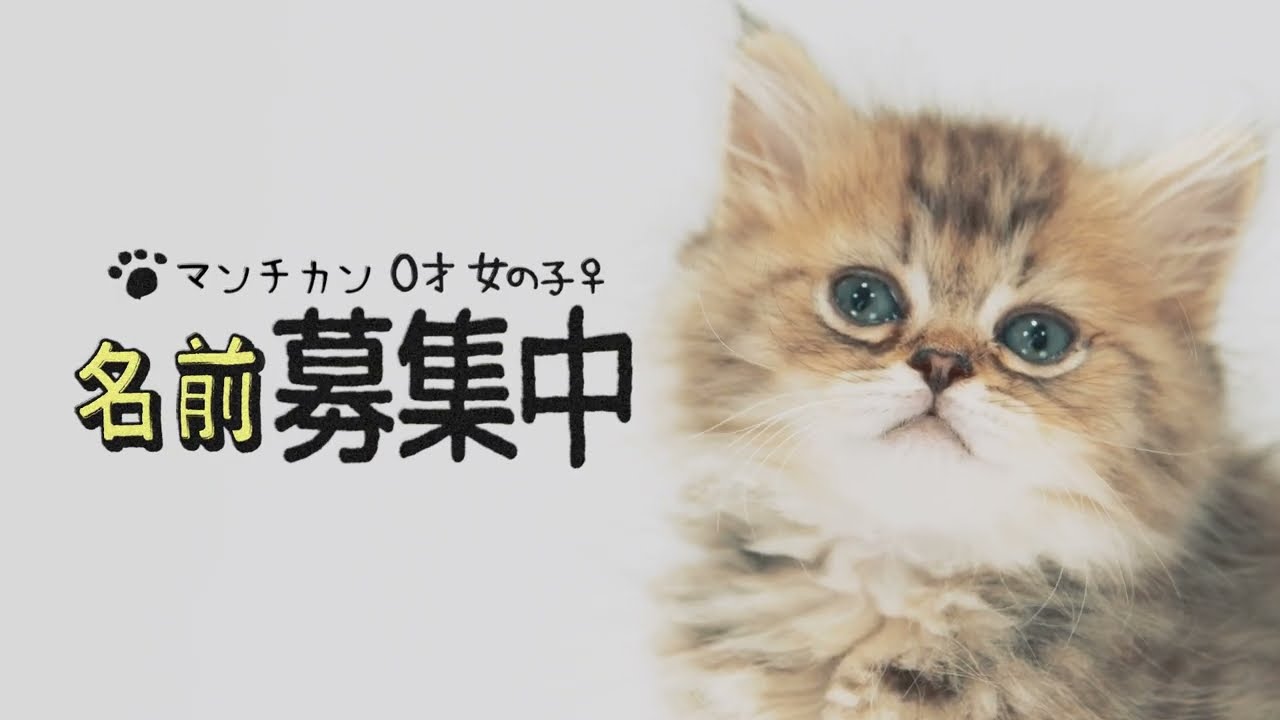 ペットショップCOO＆RIKU「新しい家族候補」マンチカン篇　クーリク
