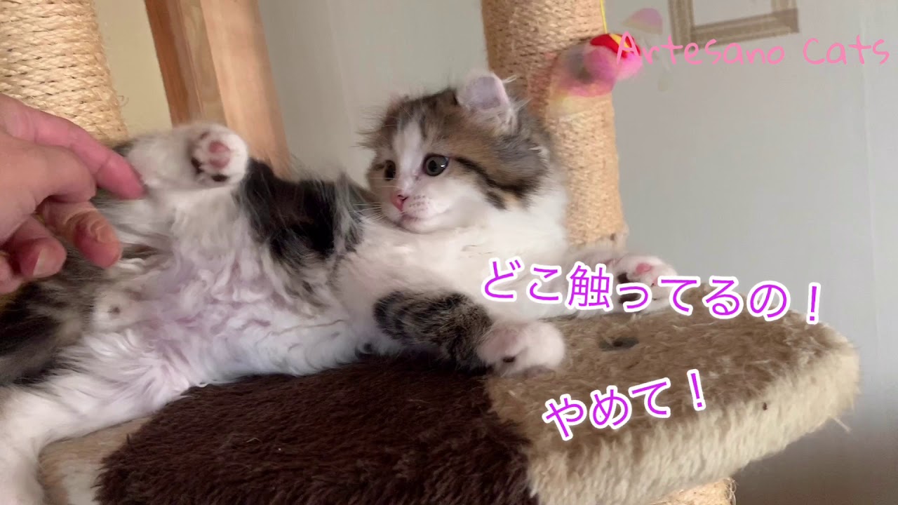 悶絶！難易度と言う名の障壁 ベンガル キンカロー(マンチカン×アメリカンカール) 子猫