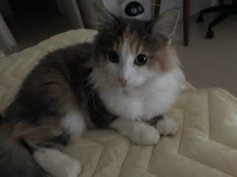 猫のジャンプ力はすごい！ノルウェージャンフォレストキャットのすみこの日常