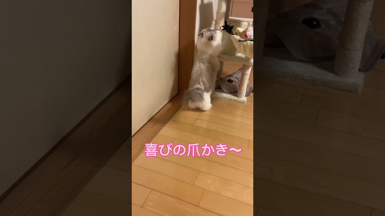 尻を叩いてもらって喜ぶ猫#shorts #ラグドール