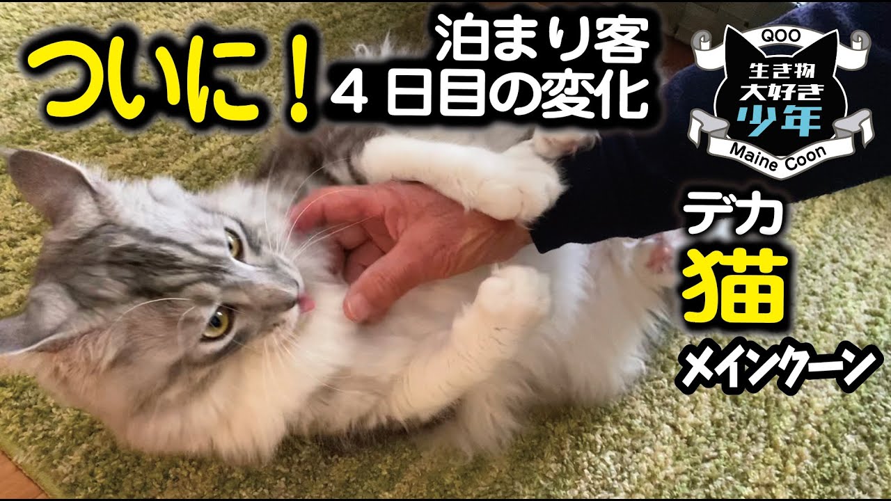 【メインクーン】4日目ついに！ばあばに！人見知り大型猫の反応
