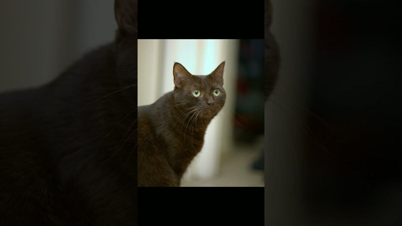 Brown cats/ #cat #1000subscriber #viralshorts #shorts @YouTube