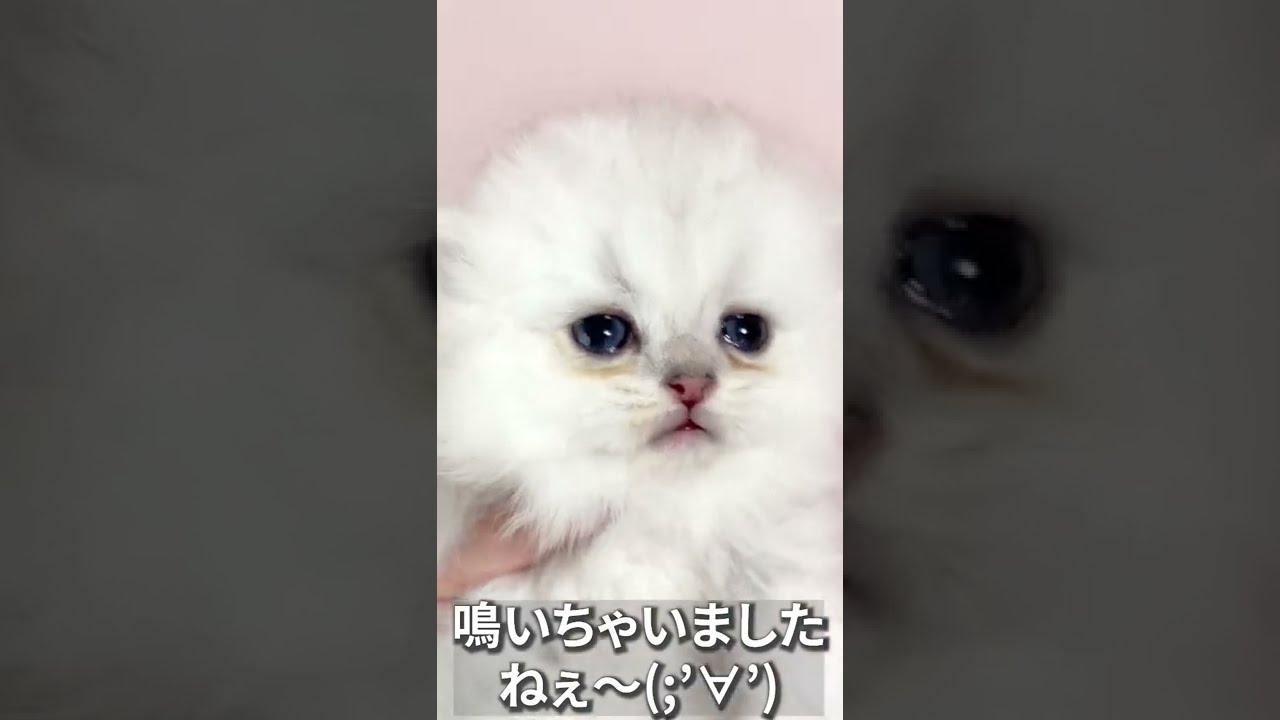【子猫の成長記録】#shorts #ミヌエット #マンチカン #子猫 #ペルシャ猫