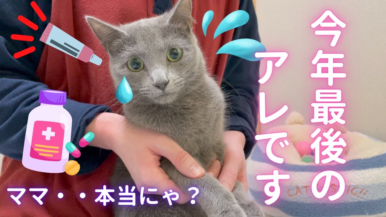 今年、最後の「アレ」を頑張る猫（ロシアンブルー）