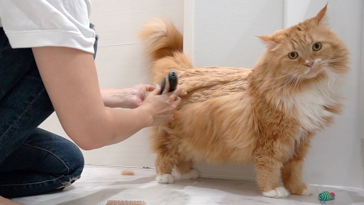 【サマーカット】長毛猫をサマーカットしたらライオンになりました！【マンチカン】