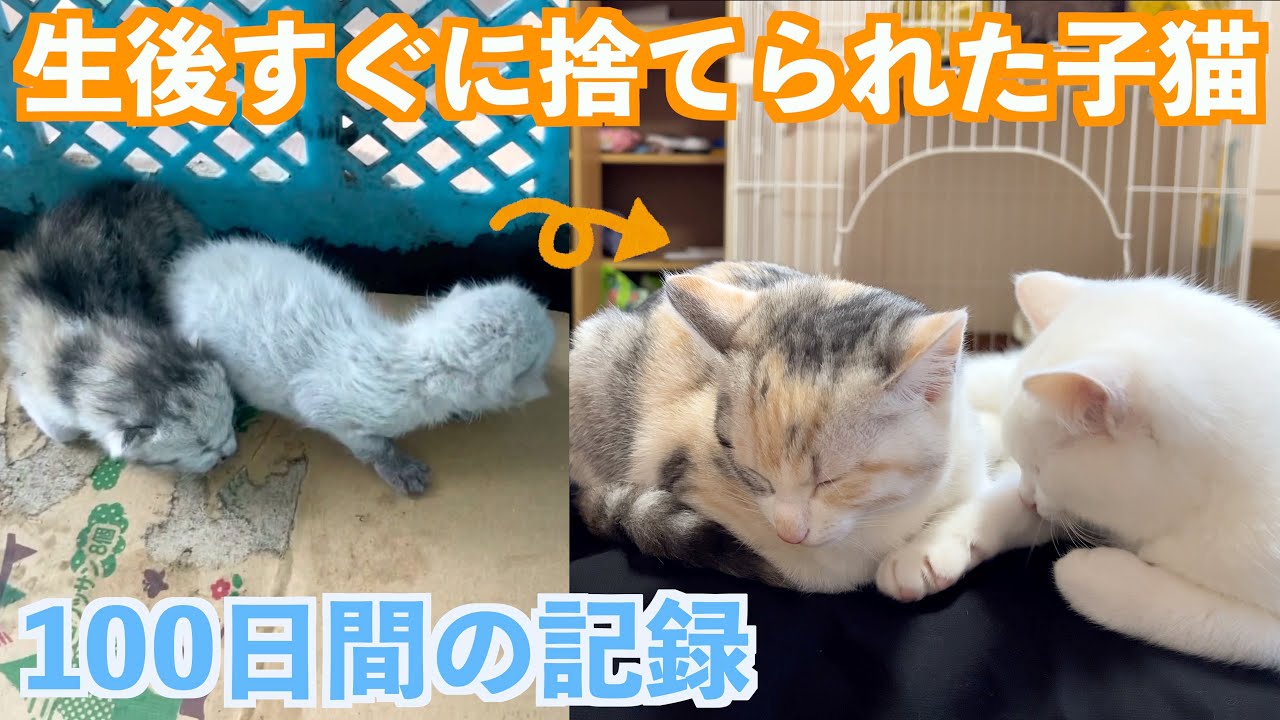 生後3日の子猫を保護して100日経ちました【捨て猫姉弟の記録 総集編】
