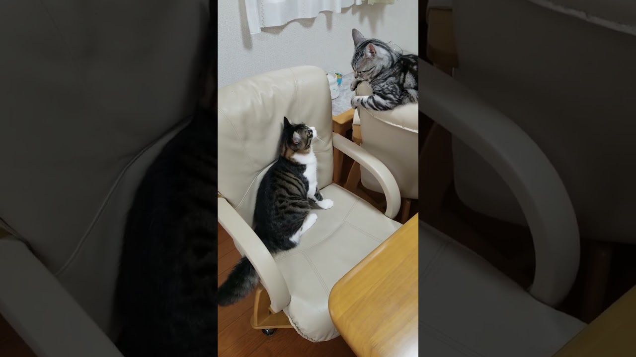 猫の喧嘩#アメリカンショートヘア #保護猫