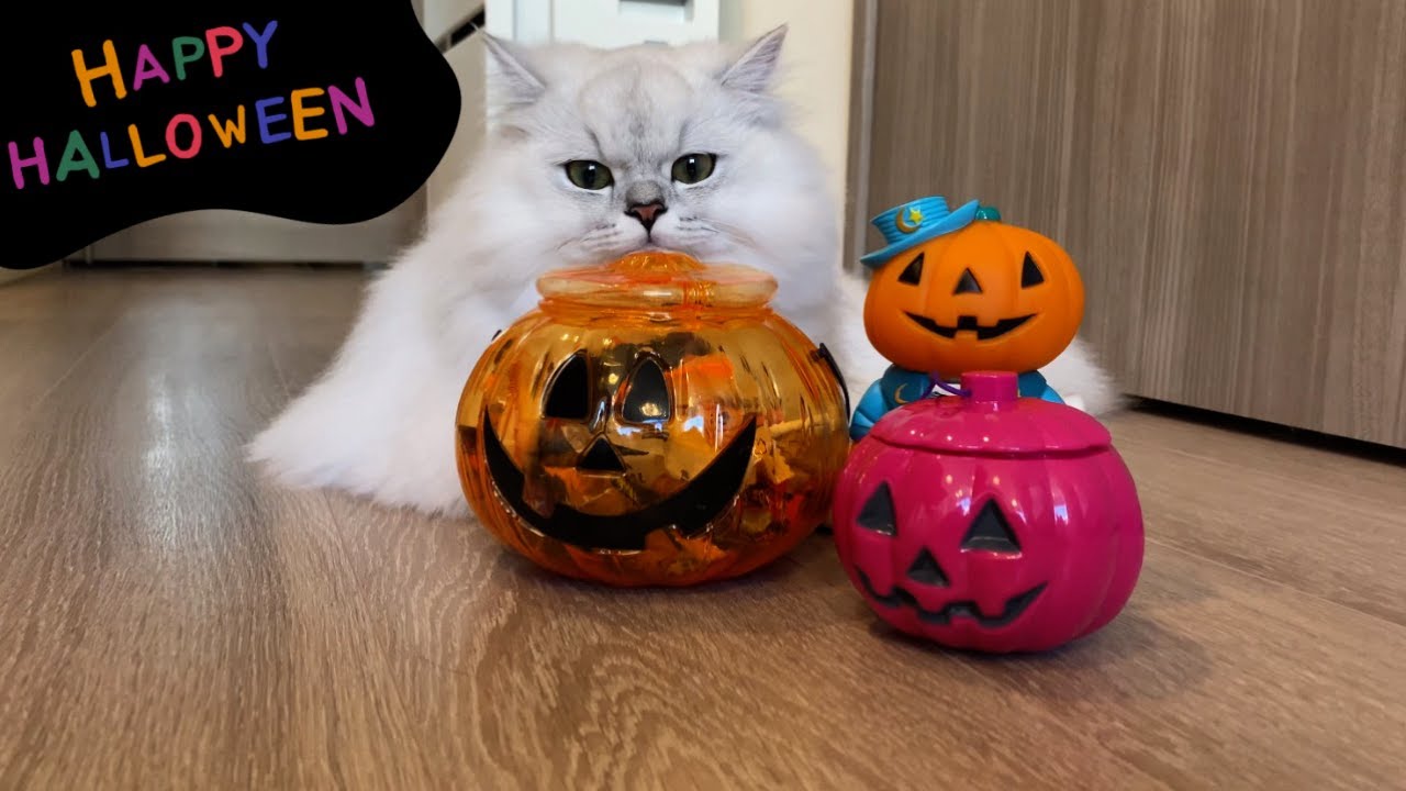 かまってもらえないといたずらしちゃう猫がかわいい［ペルシャ猫］