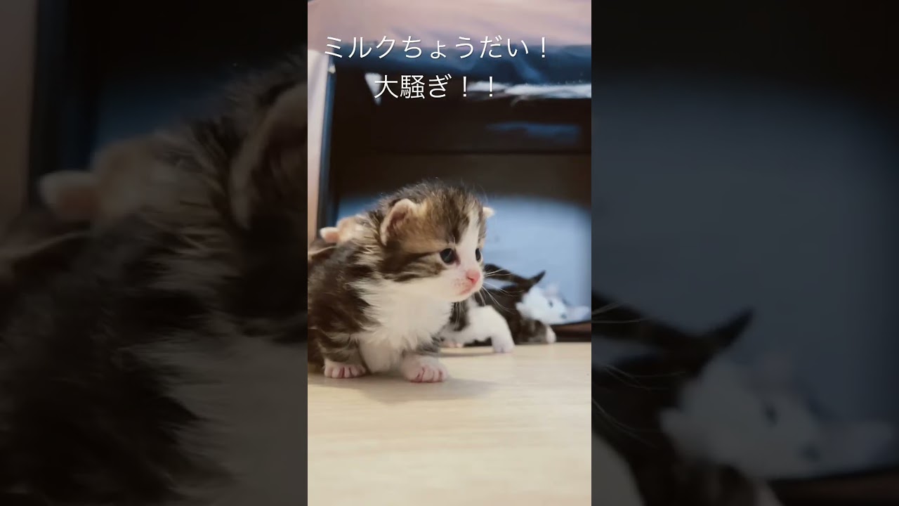 ミルクちょうだい！と大騒ぎする赤ちゃん猫たち。 #ノルウェージャンフォレストキャット #子猫 #rien_kitten