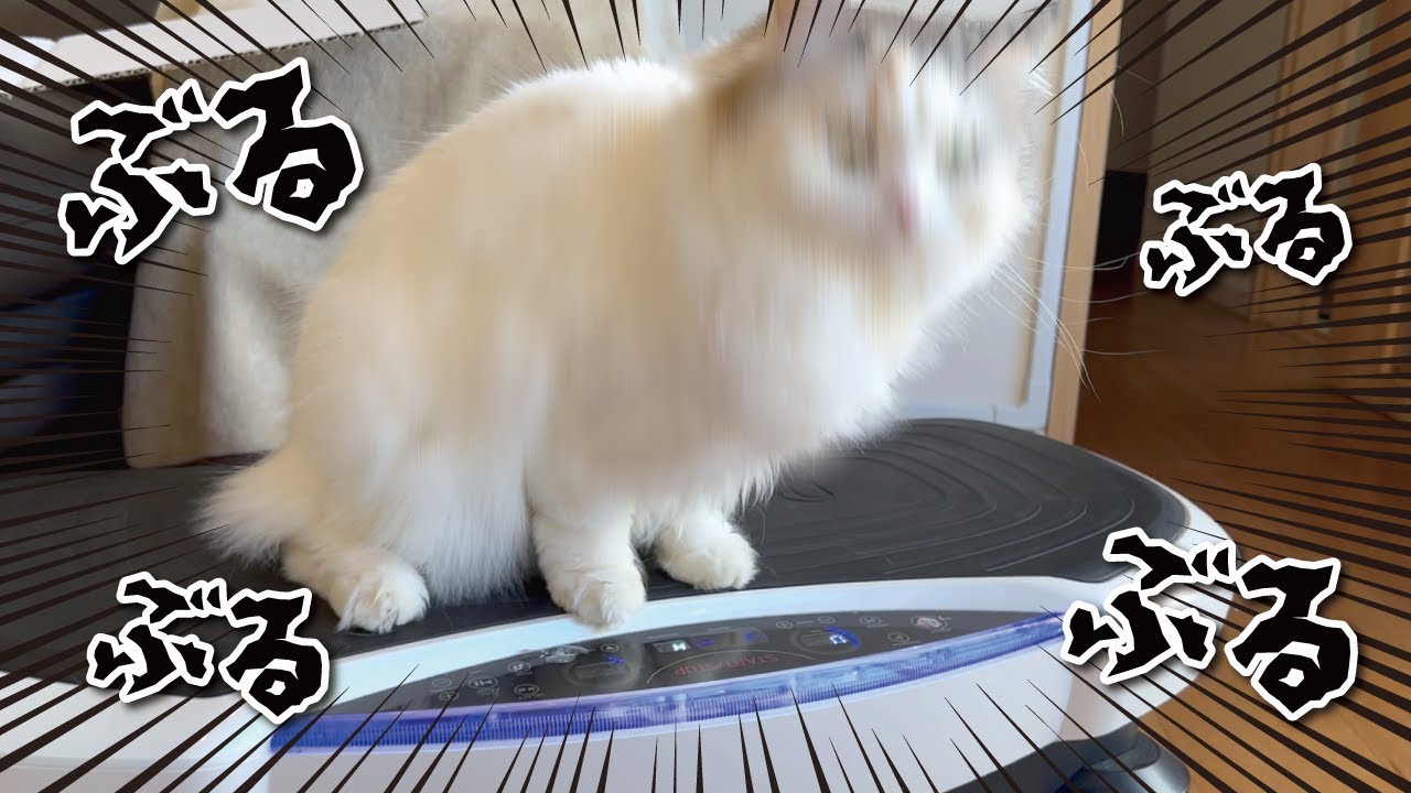 年始早々高級ブルブルマシンで筋トレする猫が面白すぎた【関西弁でしゃべる猫】