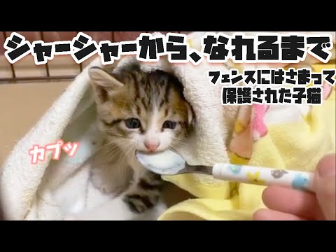 フェンスに挟まってた保護子猫が威嚇するも慣れるの早かった