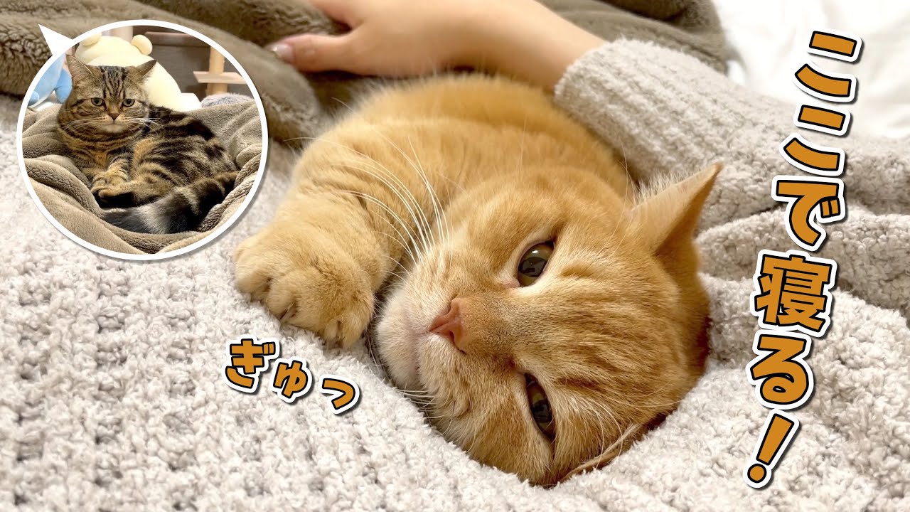 ママにくっついて寝たい愛猫たちと寝正月を満喫しました！