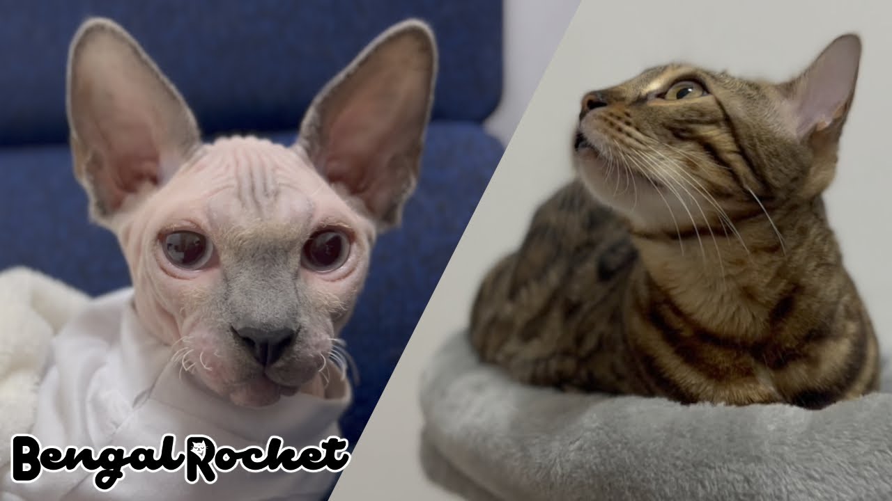 ママの仕事部屋は猫たちのくつろぎ空間【ベンガル/スフィンクス猫】