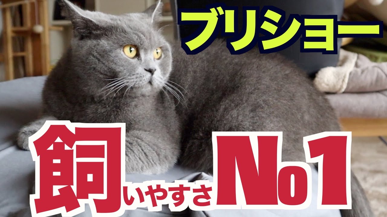 ブリティッシュショートヘアは飼いやすさNo1です！