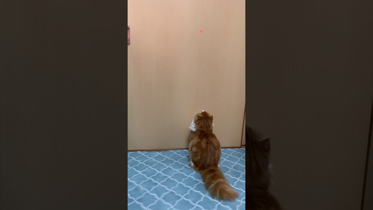 #shorts ＃YouTubeショート スコティッシュフォールド可愛い子猫のジャンプ　Scottish fold cute kitten jump