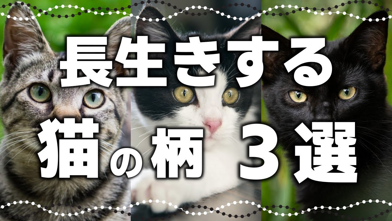 【最新情報】猫の平均寿命は〇歳！長寿の猫種は？長生きする柄3選も（ギネス記録）