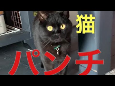母猫パンチがおもしろすぎる！Black  bombay cat(黒のボンベイ猫)４匹多頭飼い