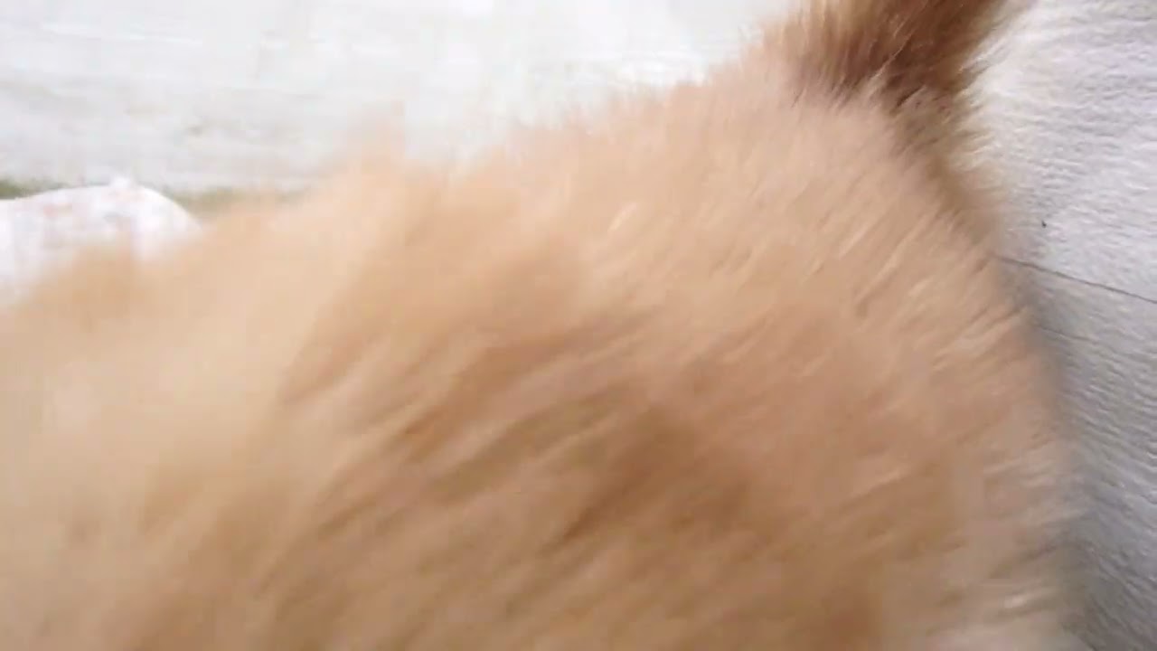 00597623 アメリカンショートヘアー