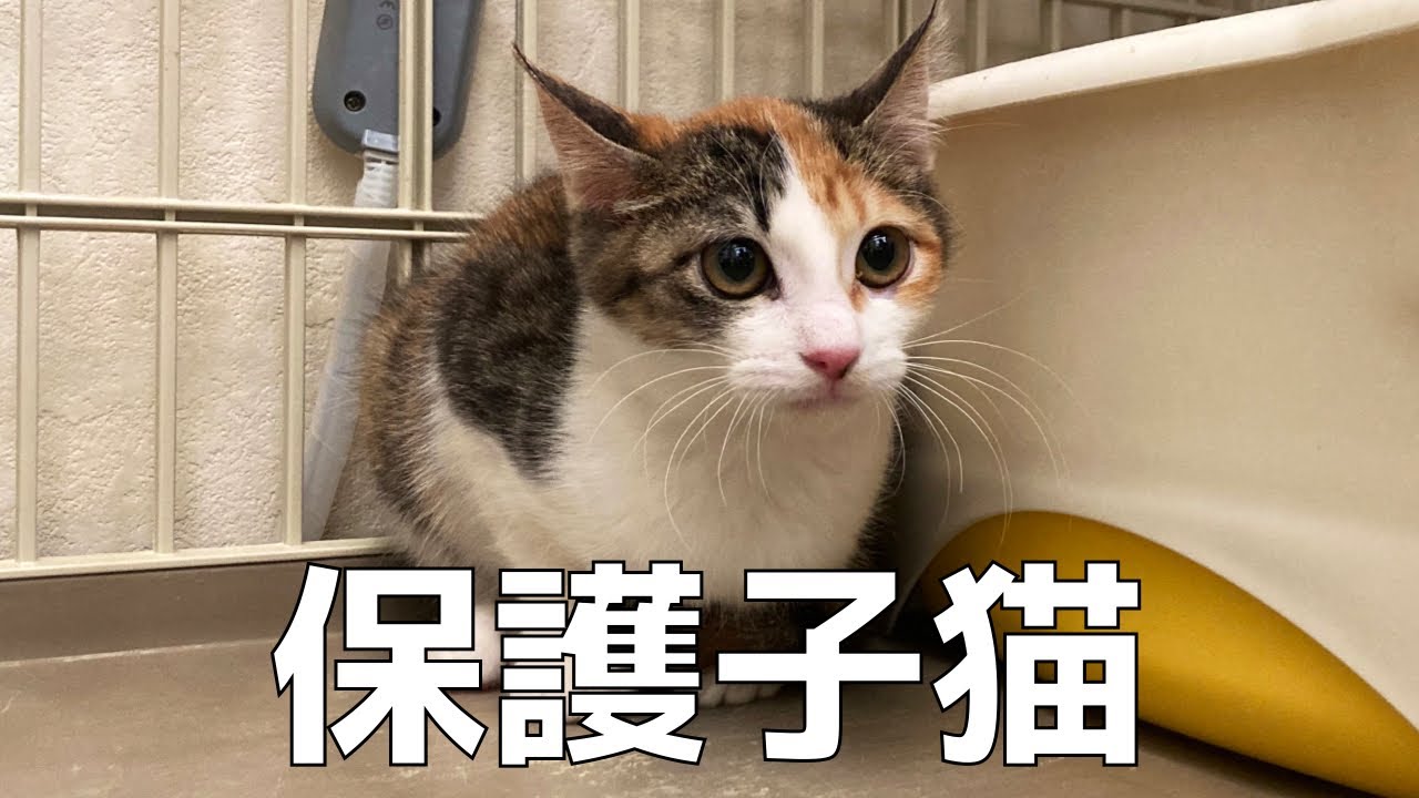 【ご報告】威嚇ばかりする保護した子猫がやってきた。