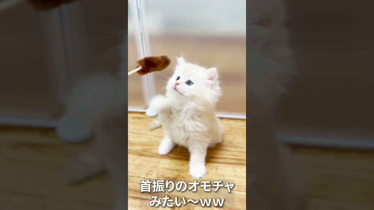 イーヨに二足歩行は無理そだなww#マンチカン #マンチカン子猫 #子猫 #shorts #ミヌエット