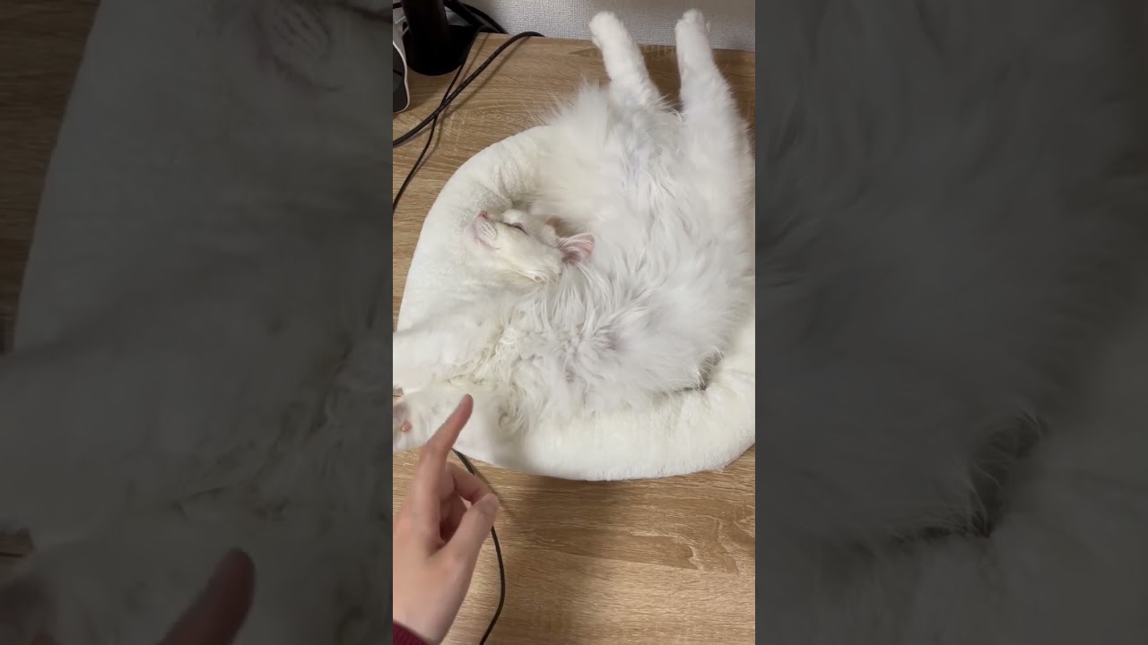 寝相の癖が強い猫【サイベリアン】#ショート動画