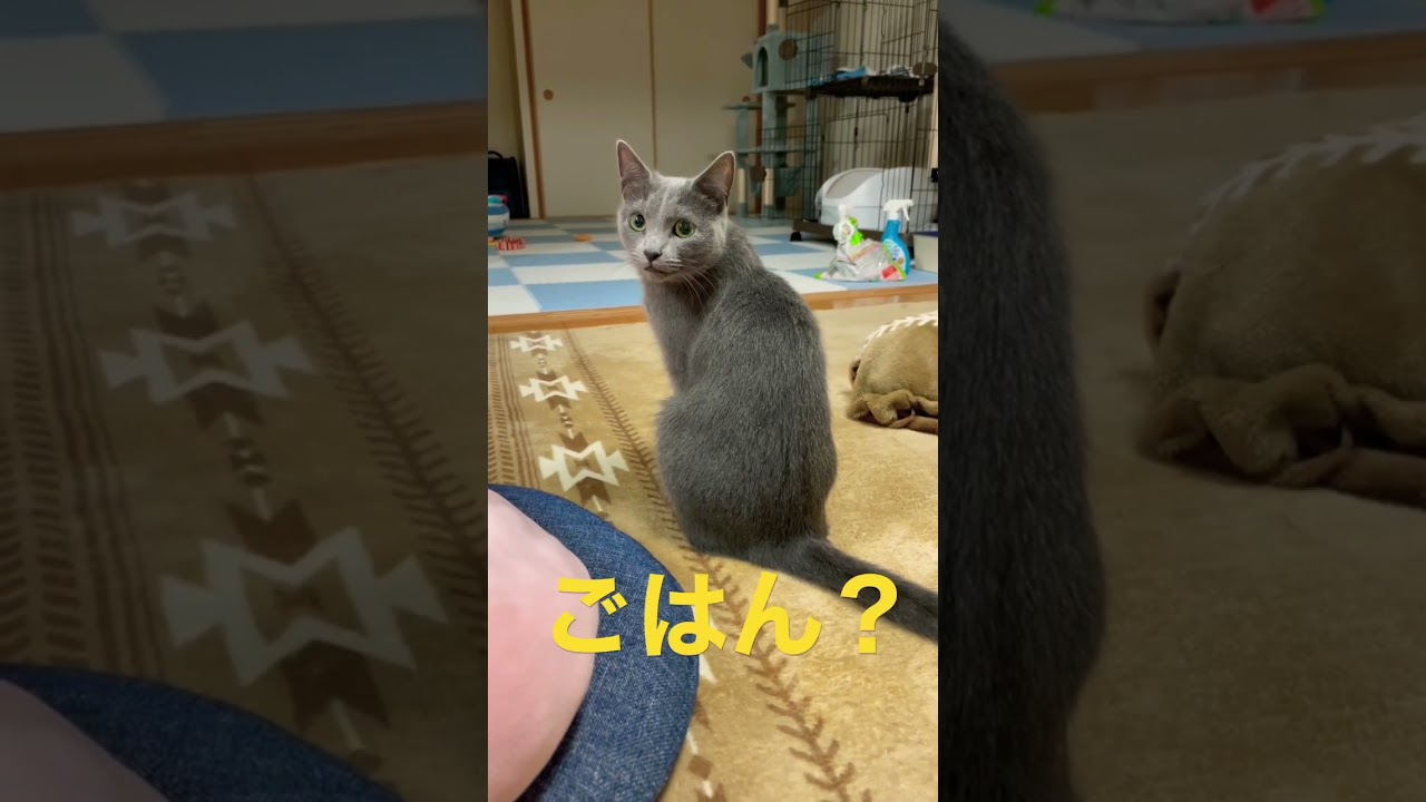 拗ねたり、喜んだり、忙しい猫（ロシアンブルー）#shorts