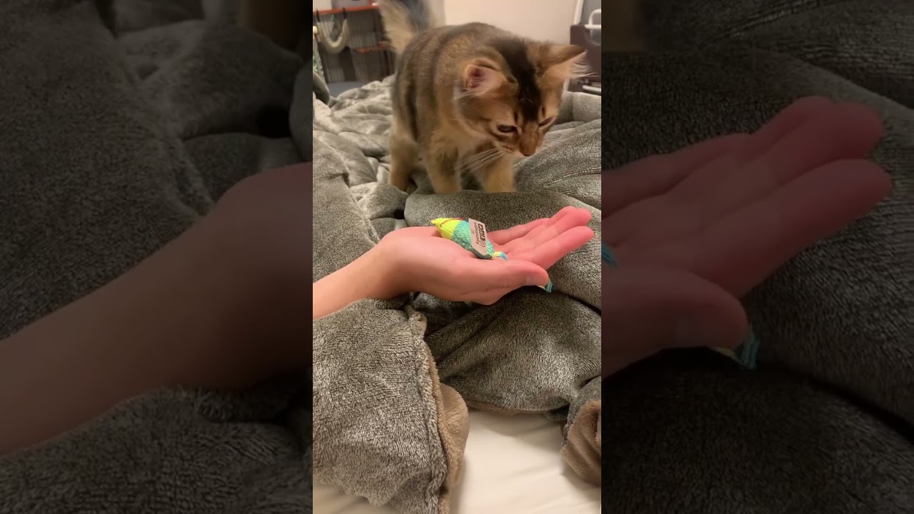 ぴょんとジャンプする子猫🐱💨 #ソマリ #癒し猫動画  #しっぽ吸い