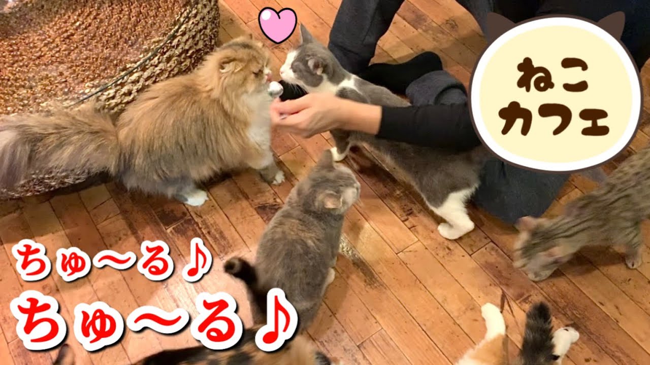 猫カフェでちゅーるをあげたらモテ度MAXだった♡