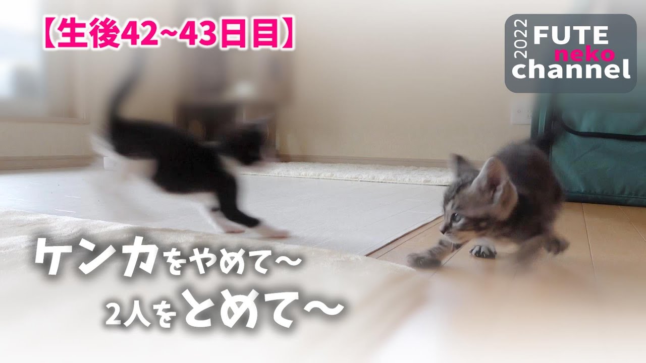 一丁前にケンカするようになってきた子猫｜てんと＆そら㊷【保護子猫】