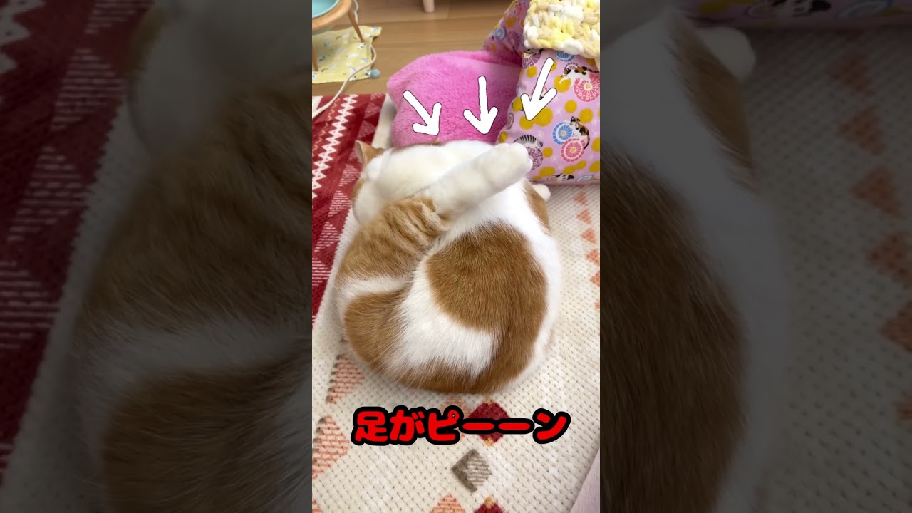 足がピーーン【短足マンチカン】